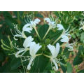 Approvisionnement d&#39;usine directement des prix concurrentiels 100% naturel extrait de fleurs de Honeysuchle